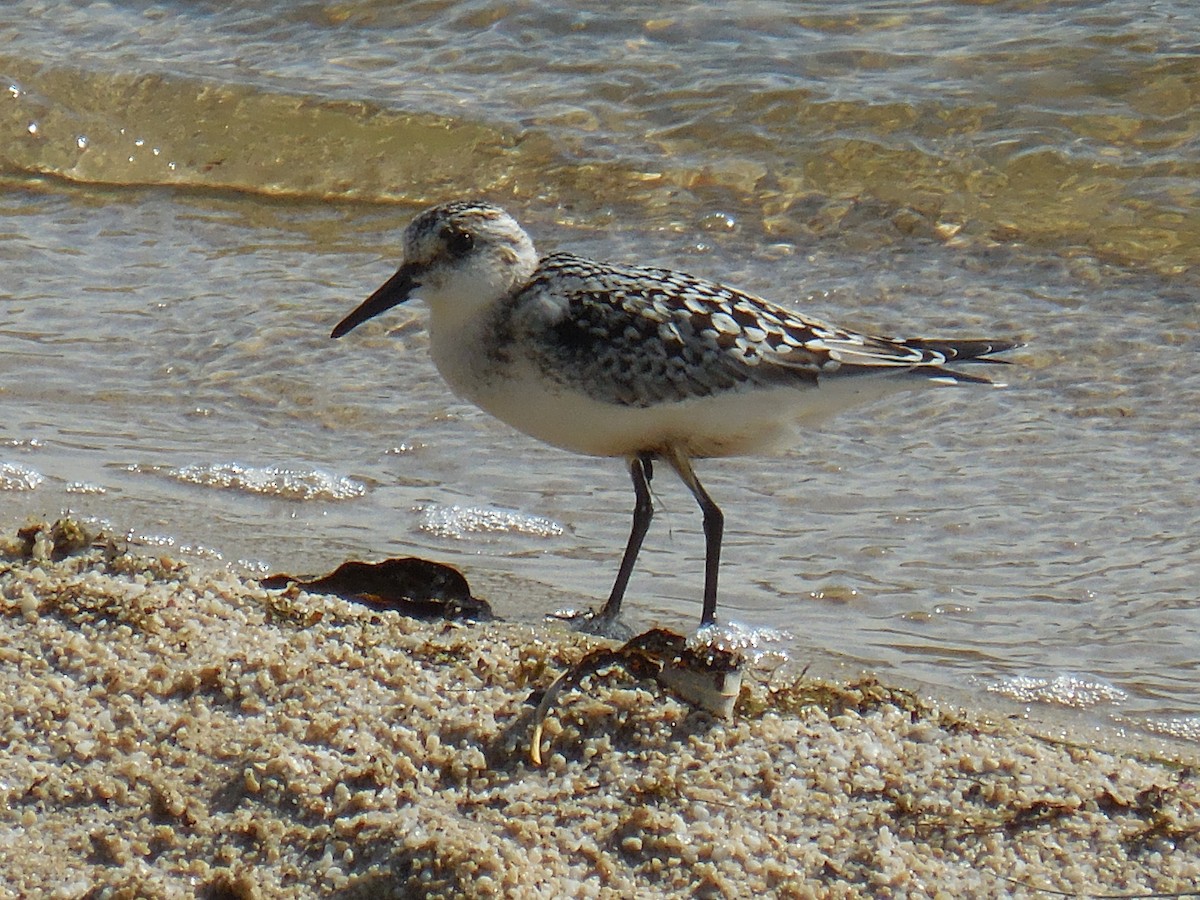 Sanderling - ML260052271