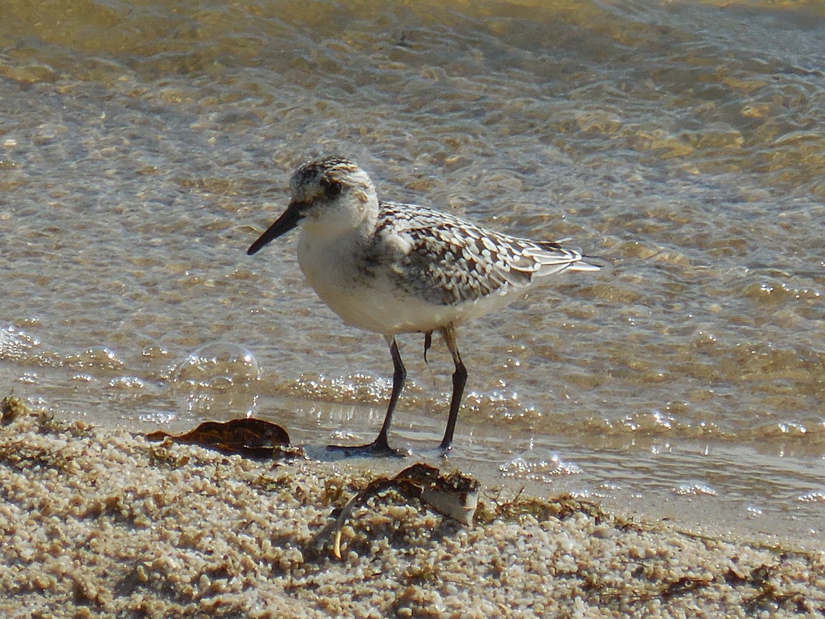 Sanderling - ML260052351