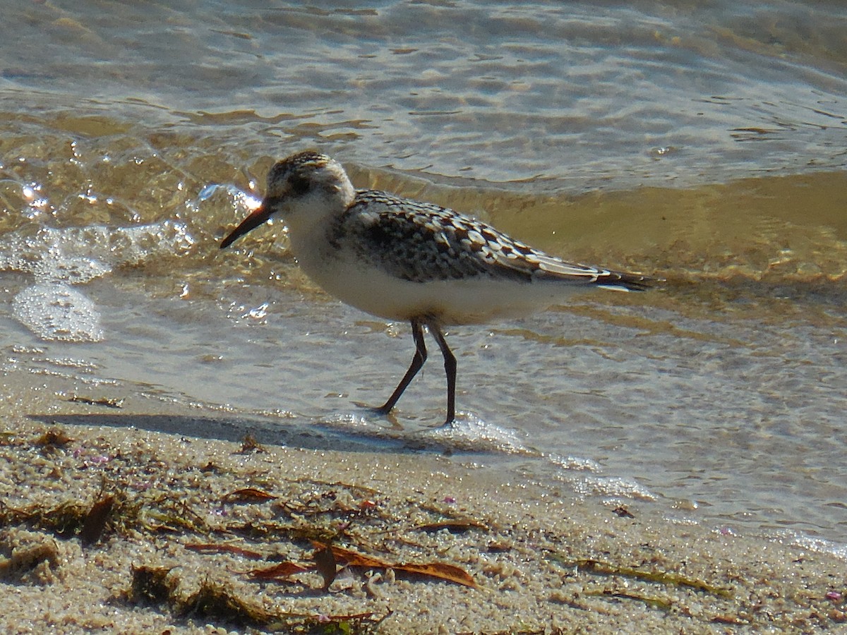 Sanderling - ML260052511