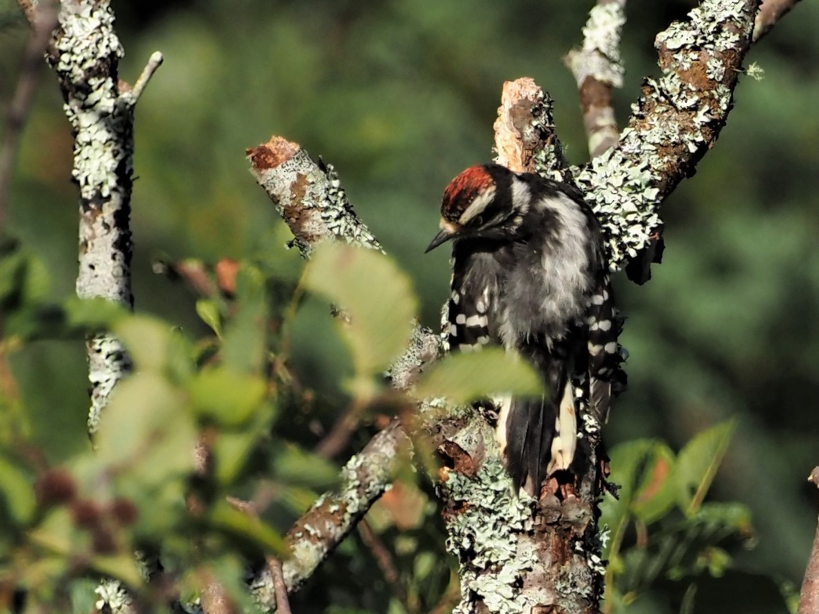 Yellow-bellied Sapsucker - ML260053821