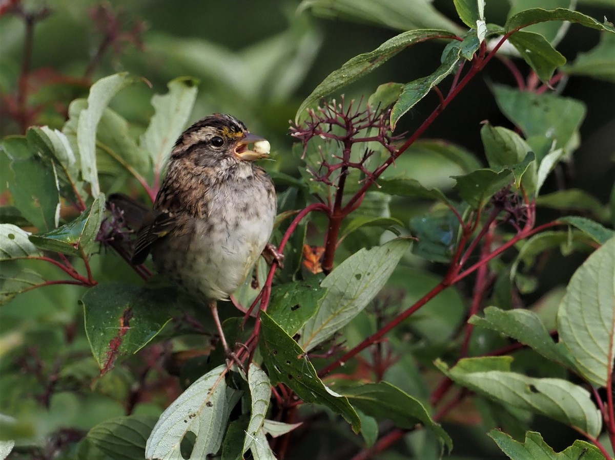 White-throated Sparrow - ML260053911