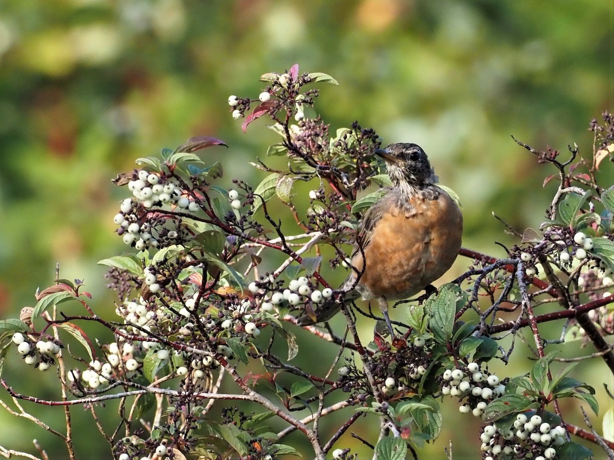 Zozo papargorria - ML260053971