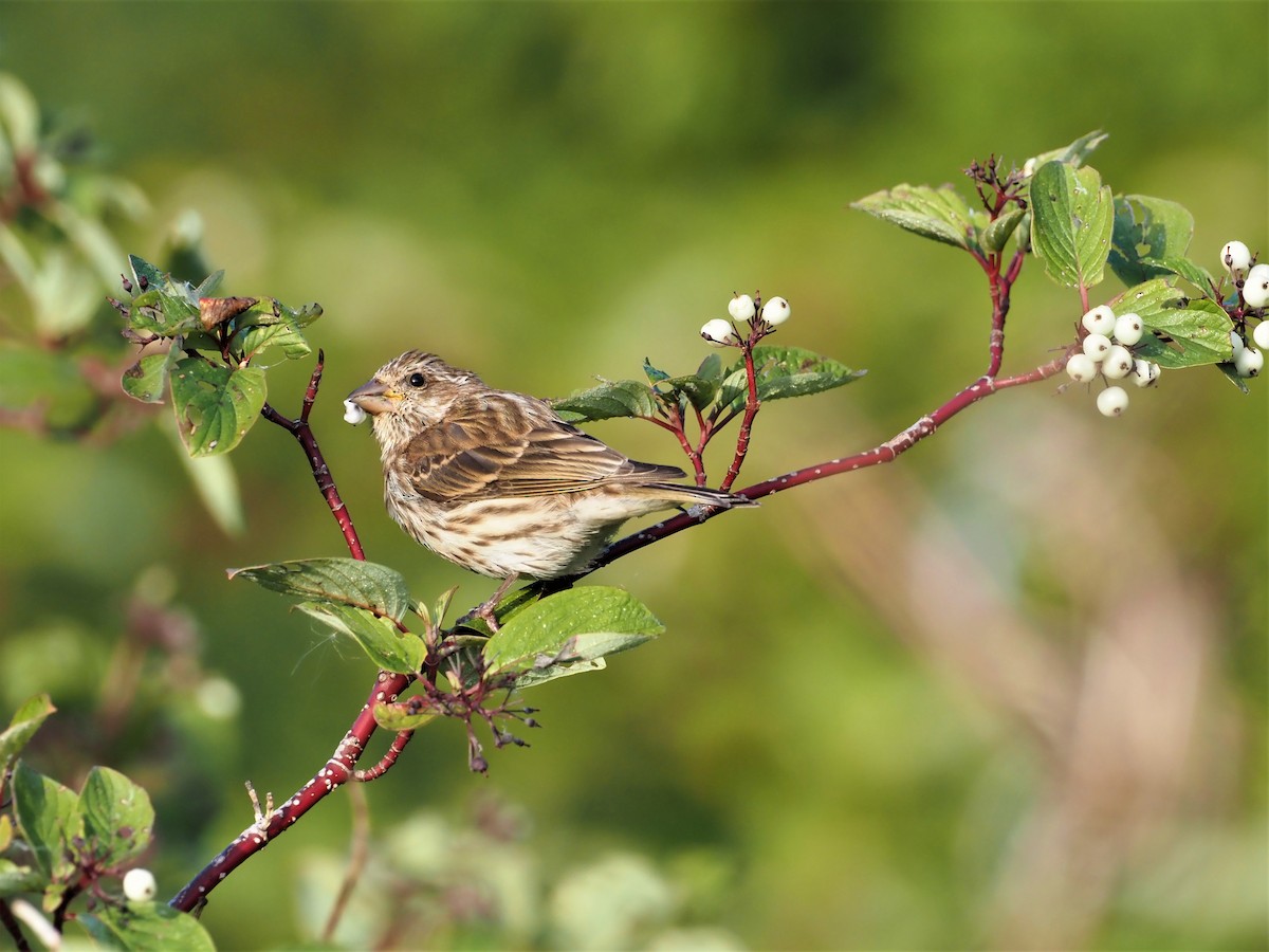 Purple Finch - ML260053981