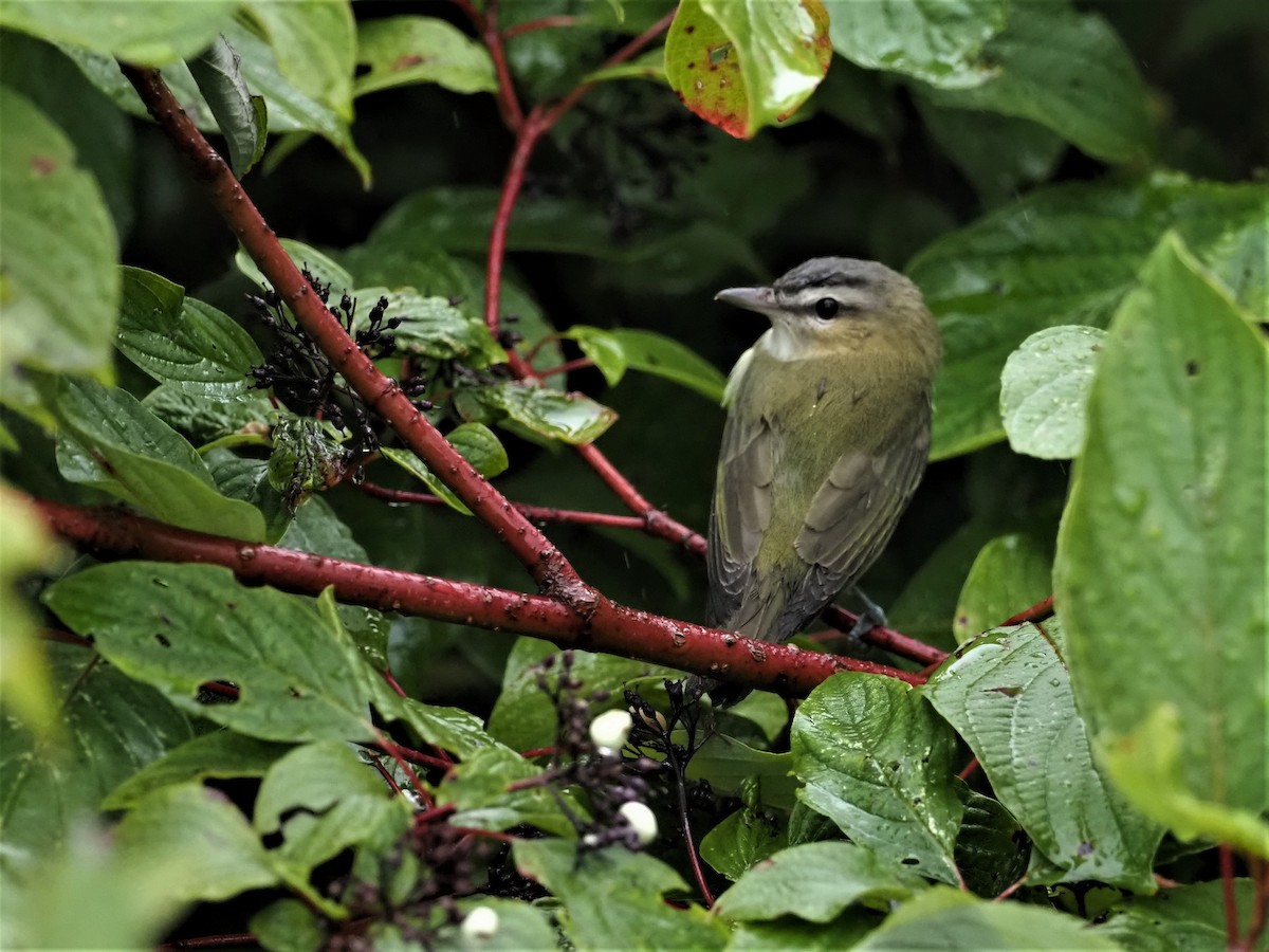Vireo begigorria - ML260054071