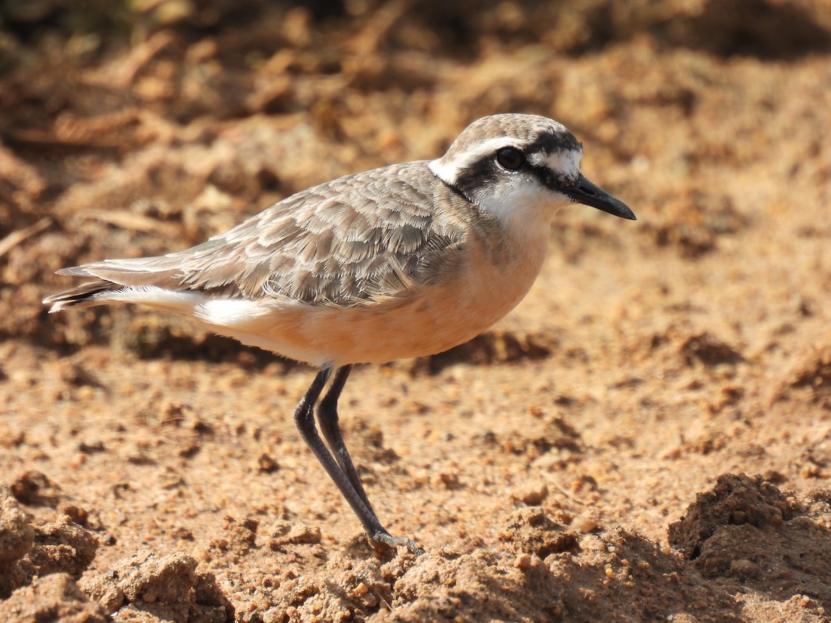 kulík africký - ML260054351