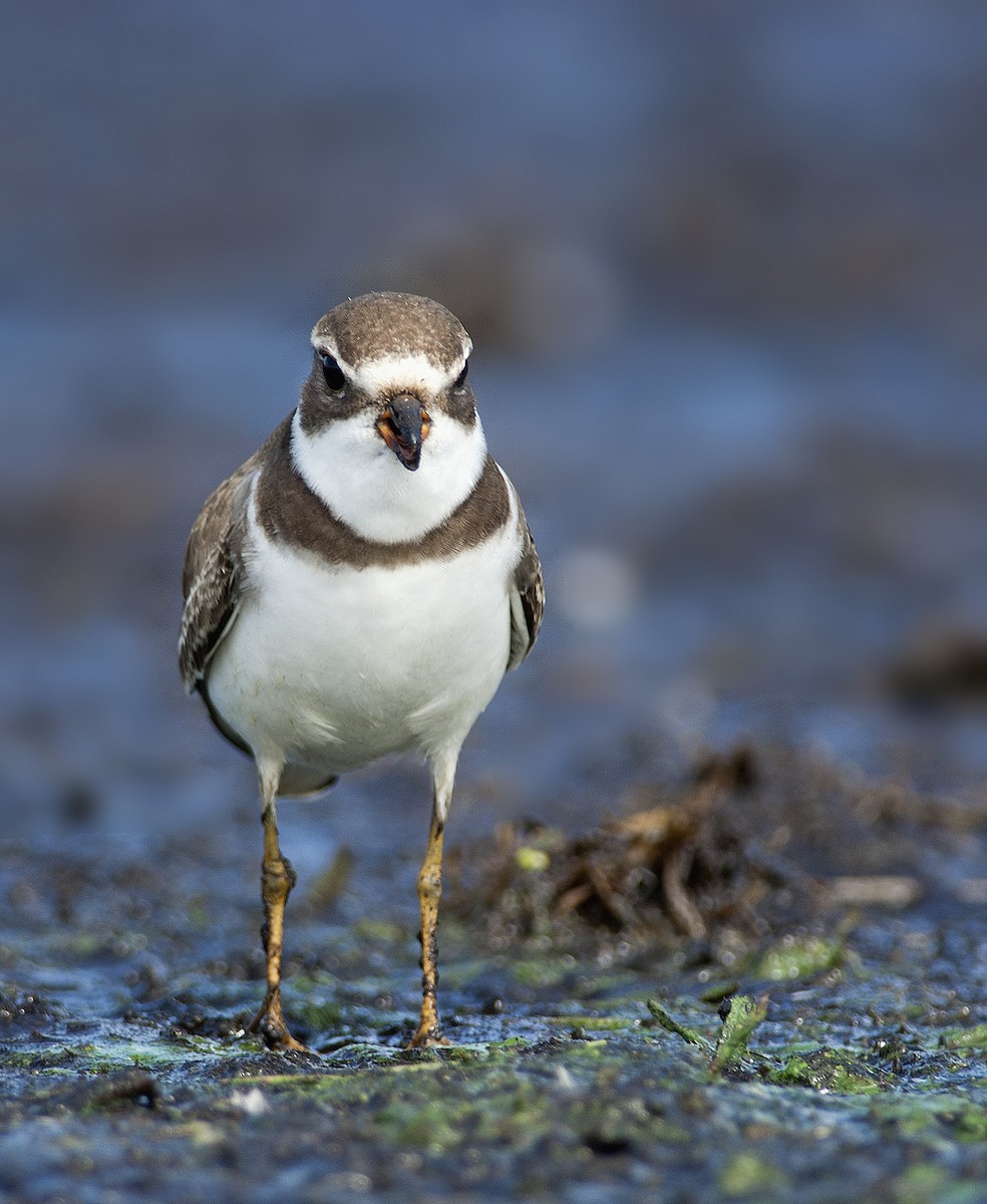 Semipalmated Plover - Joshua Vandermeulen