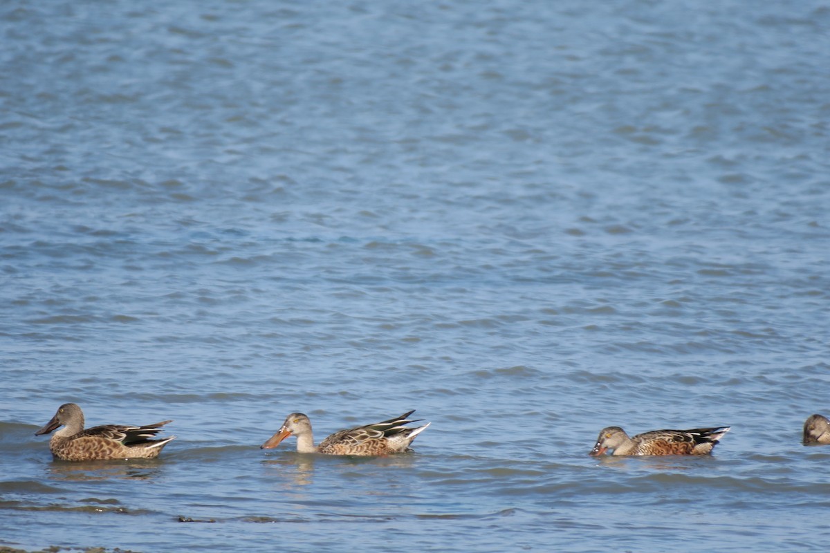 Northern Shoveler - ML260056051