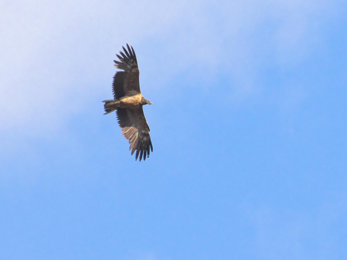 Bearded Vulture (Eurasian) - ML260057391