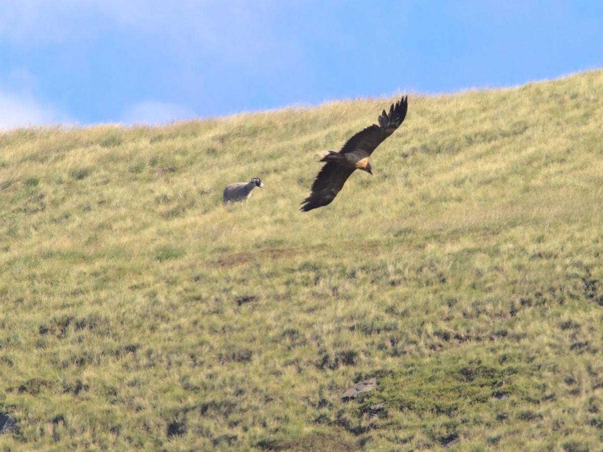 Bearded Vulture (Eurasian) - ML260057411