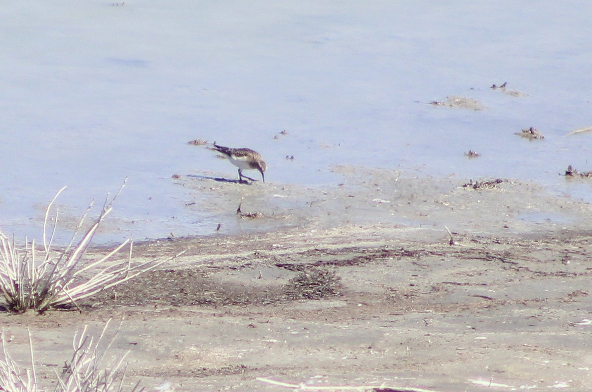 Baird's Sandpiper - ML260057951