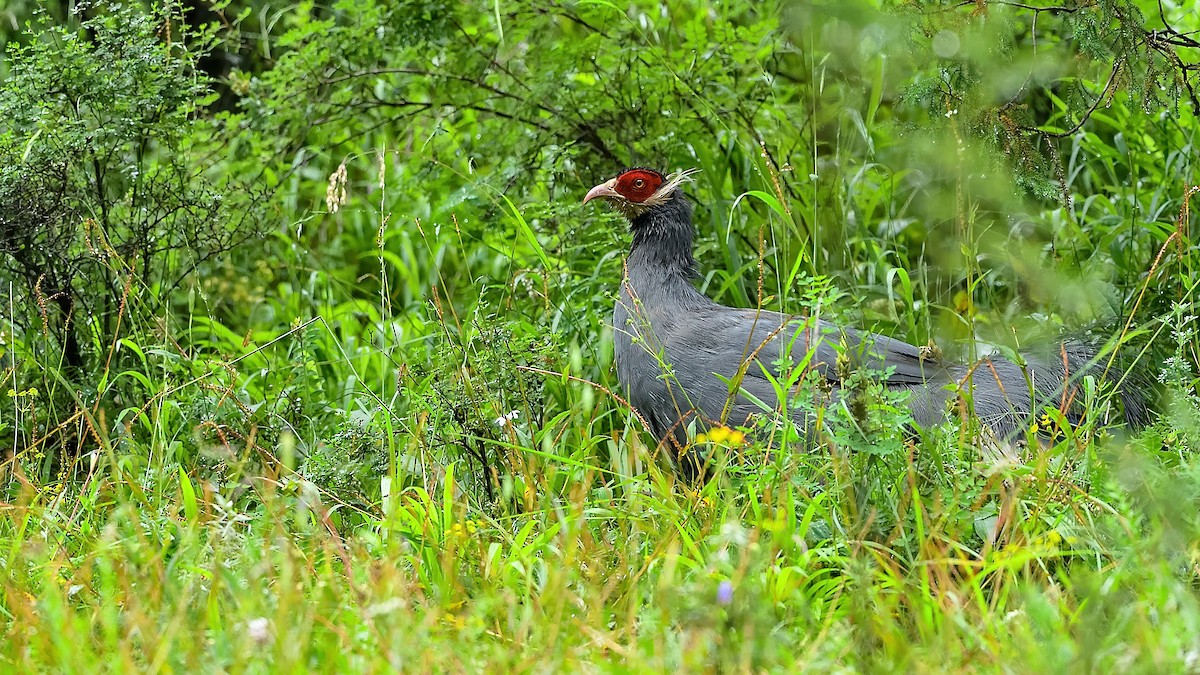 Blue Eared-Pheasant - ML260058851