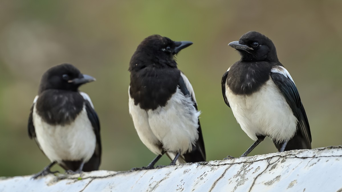 Black-rumped Magpie - xiwen CHEN