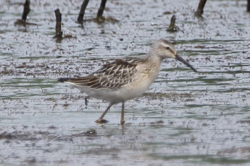 Stilt Sandpiper - Kenny Benge