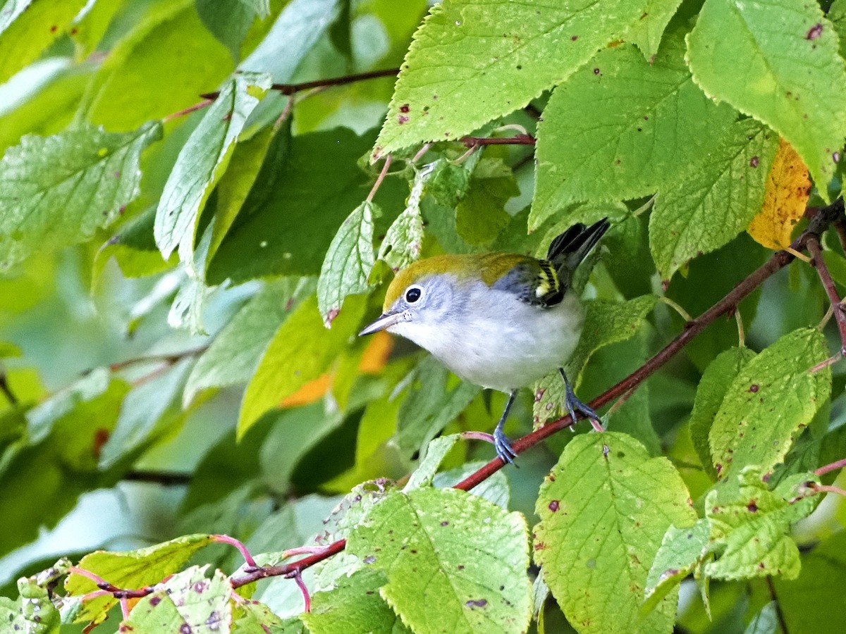 Chestnut-sided Warbler - Gary Mueller