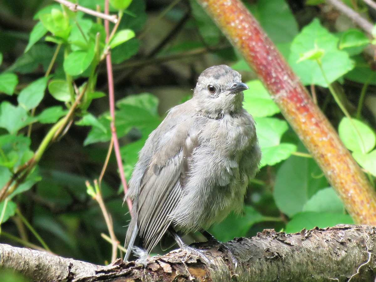 Gray Catbird - ML260063991