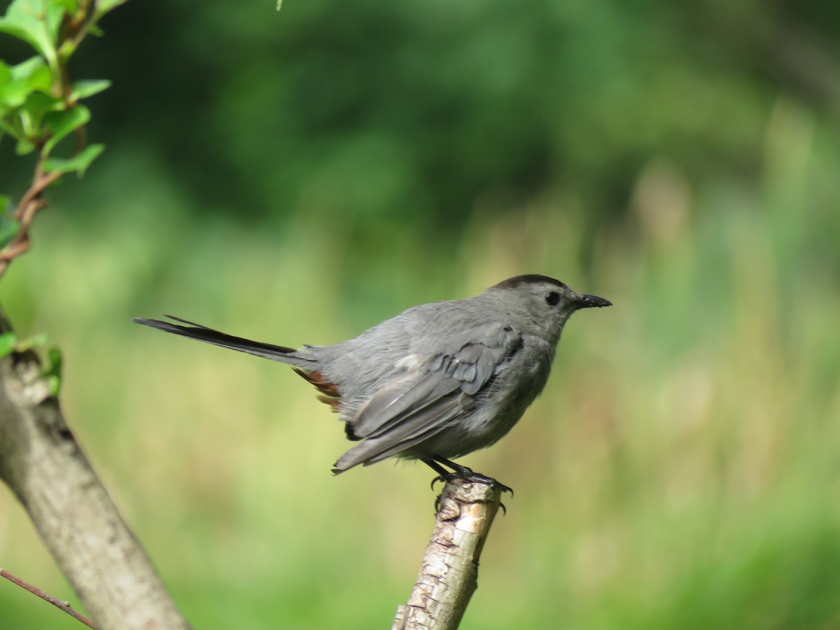 Gray Catbird - ML260064191