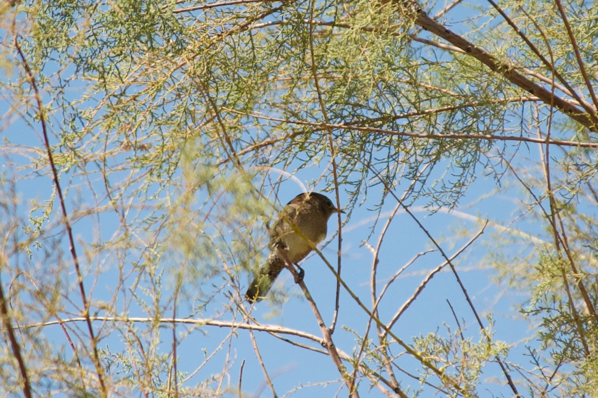 House Wren - ML260068071