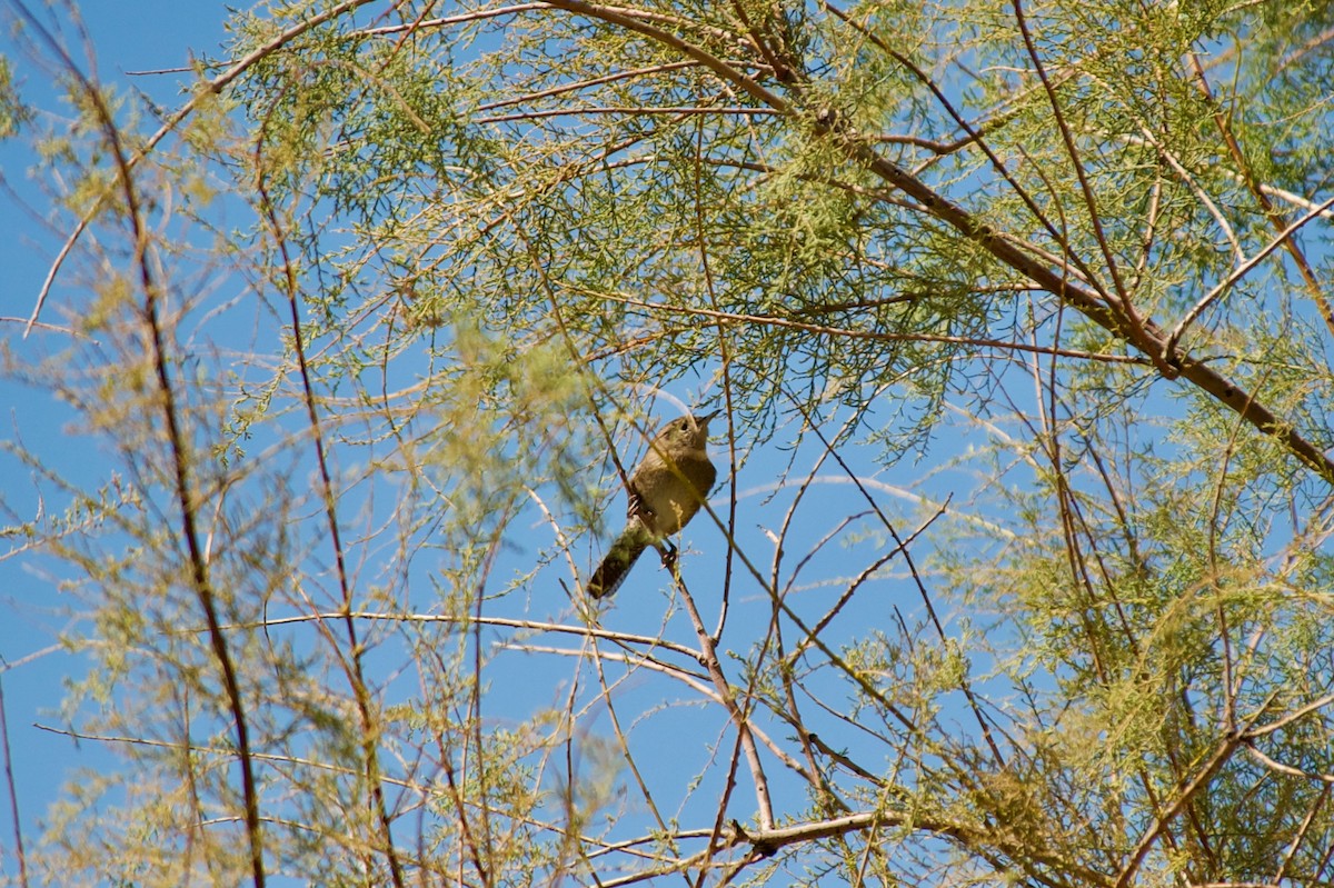 House Wren - ML260068091