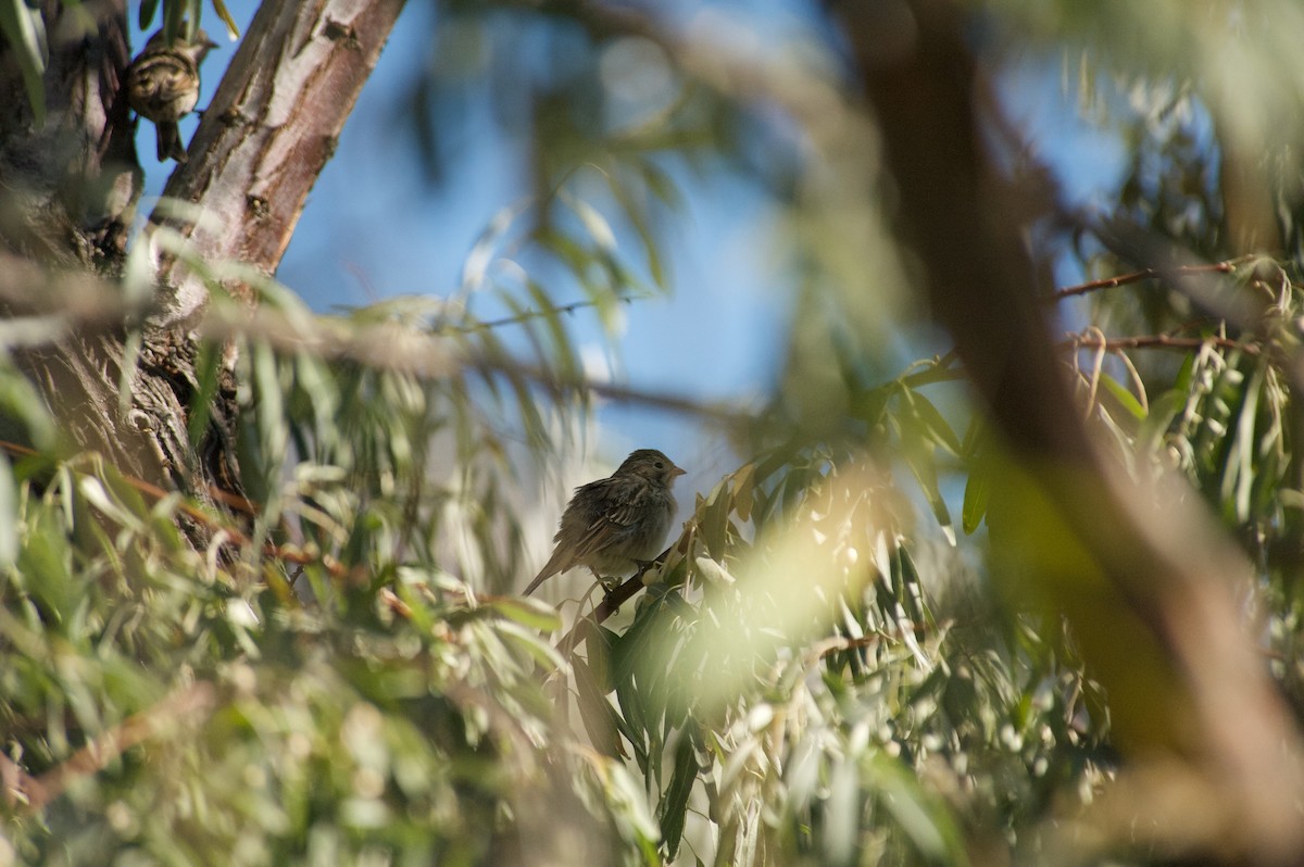 Brewer's Sparrow - ML260068191