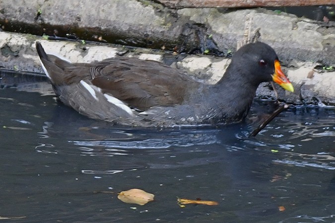 Хажилгат түнжүүр - ML260071001