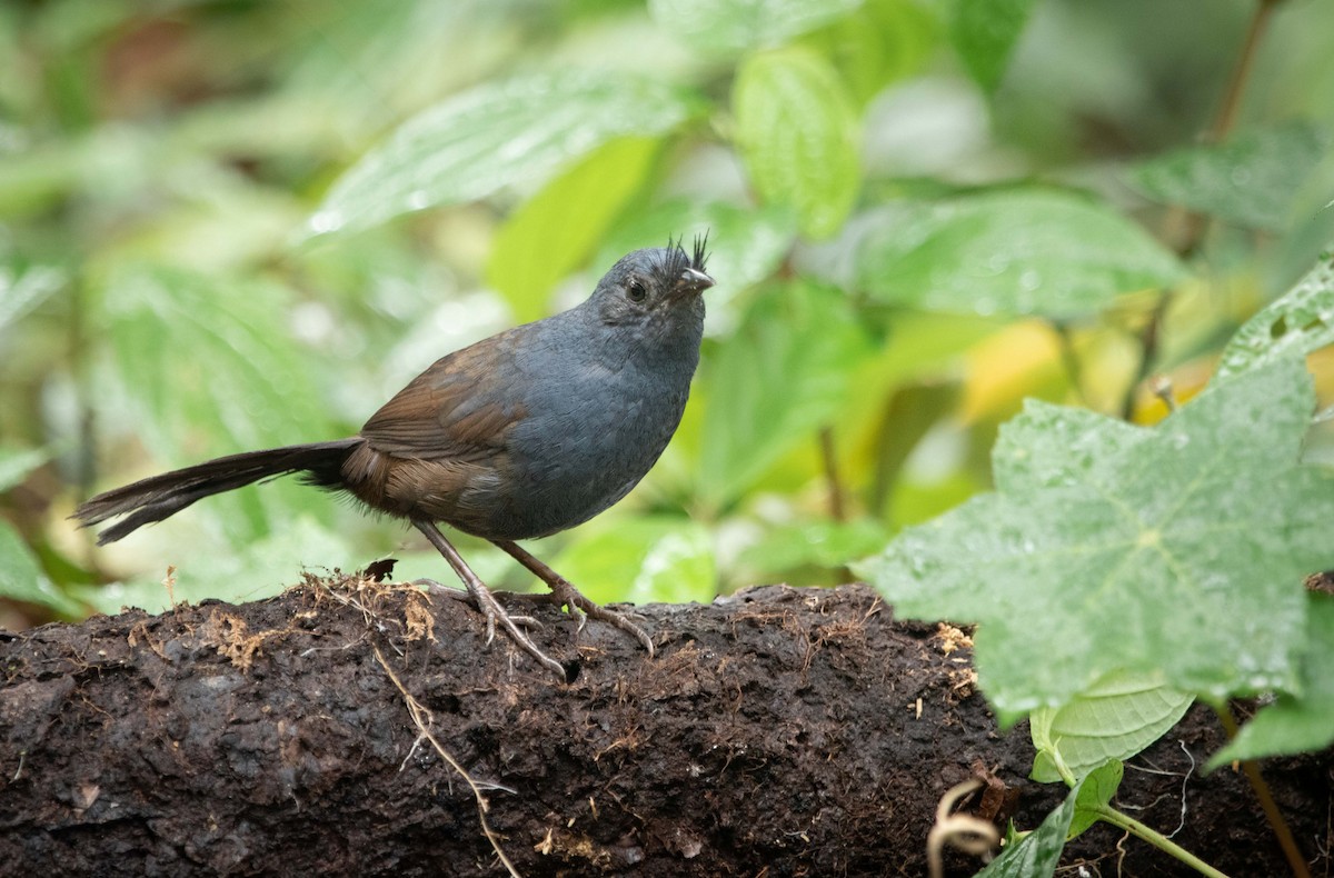 Slaty Bristlefront - ML260073261