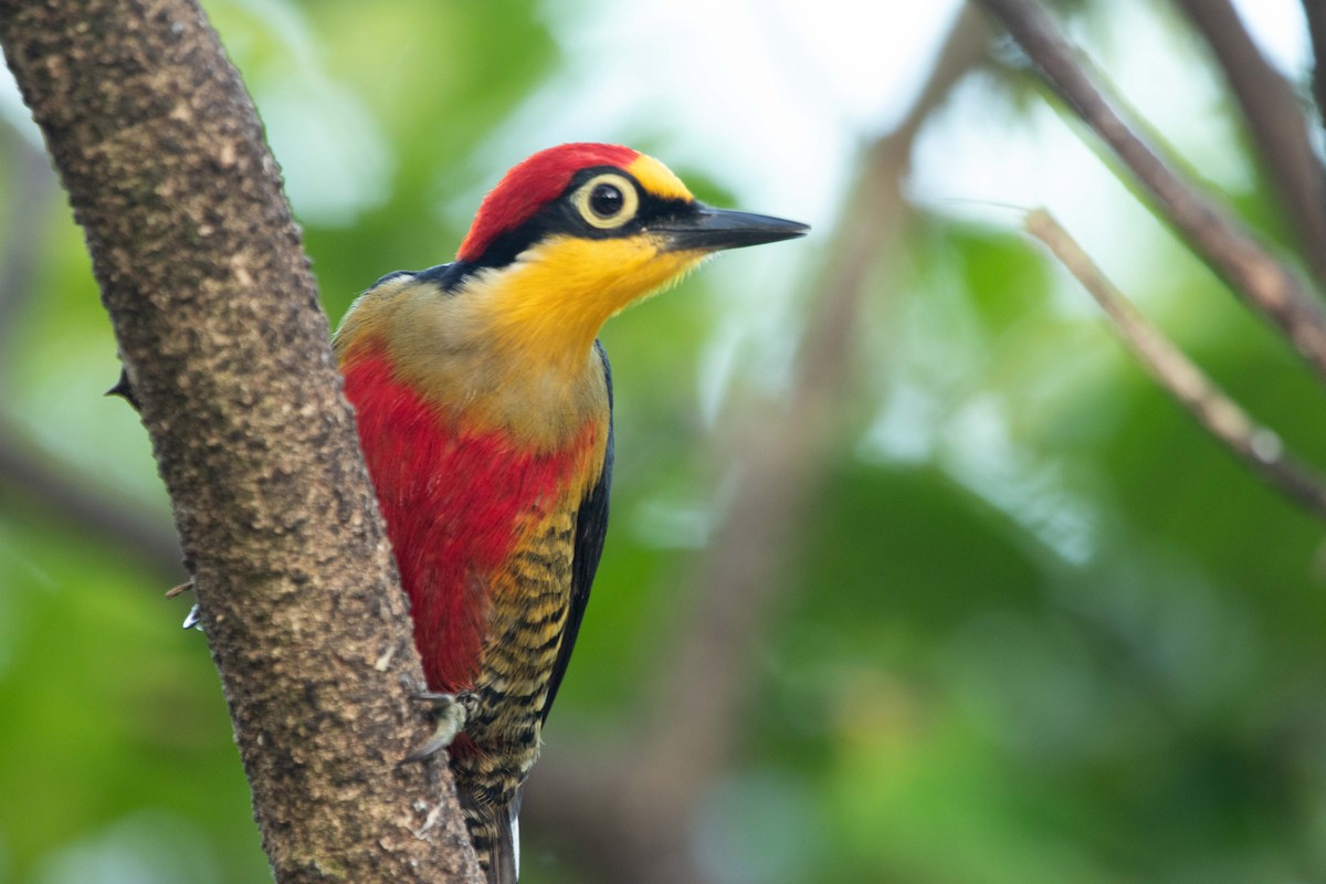 Yellow-fronted Woodpecker - Marcelo Morena