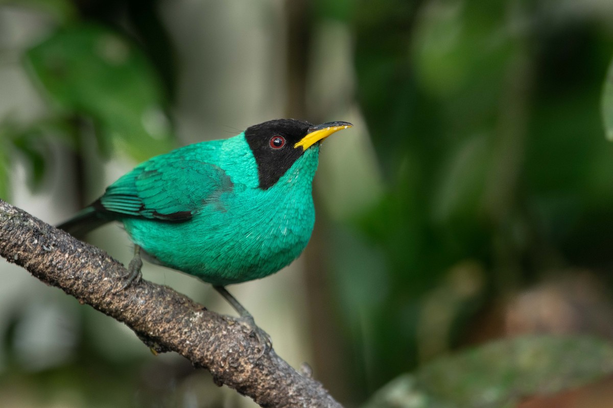 Green Honeycreeper - ML260073821