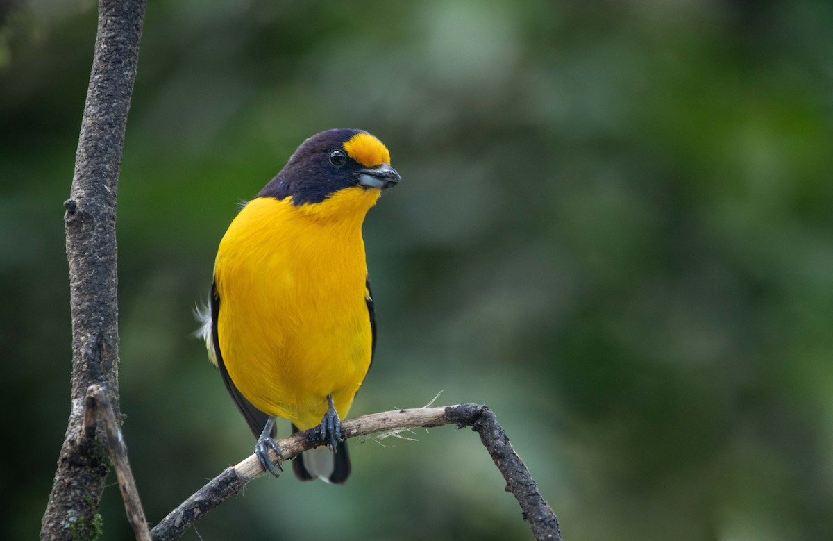 Violaceous Euphonia - ML260073931