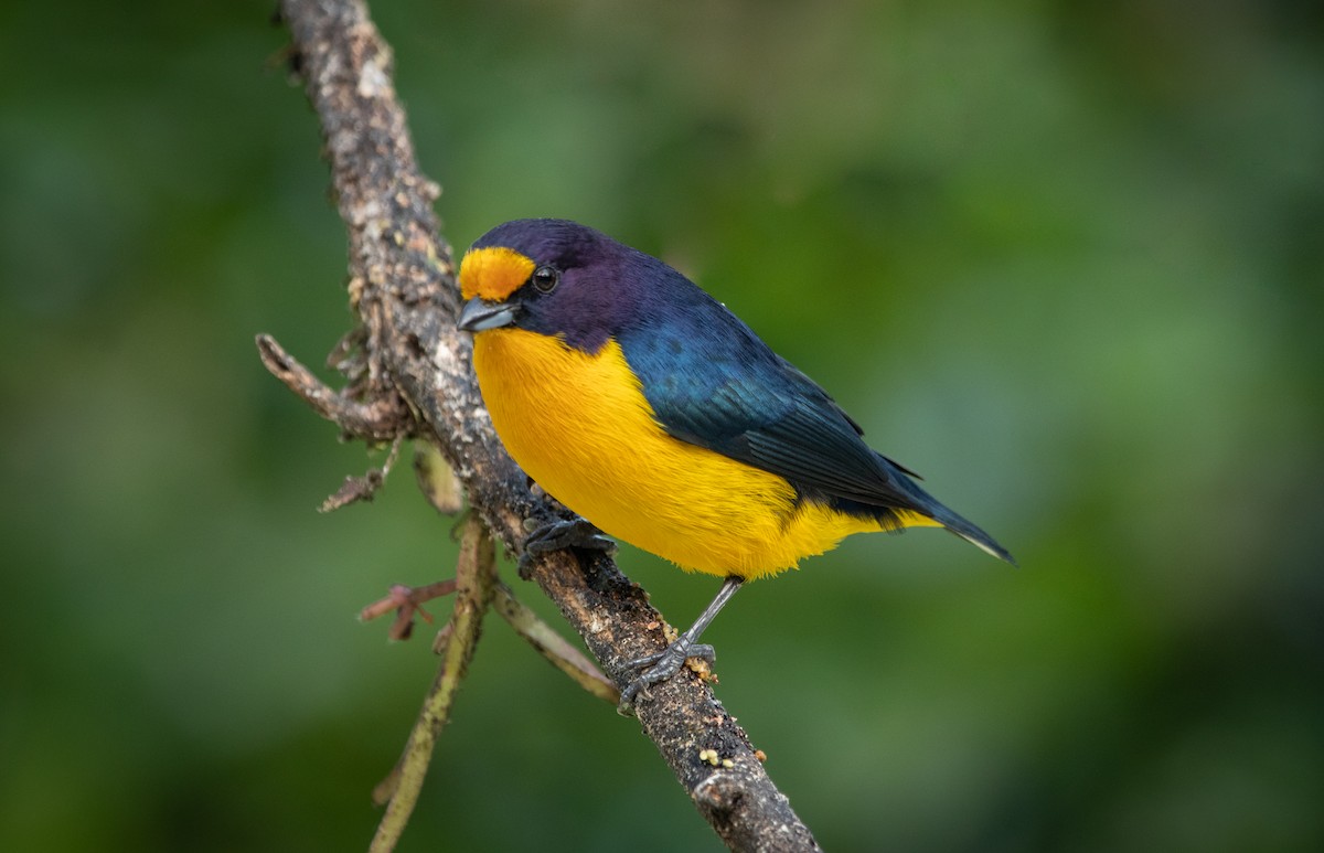 Violaceous Euphonia - ML260073951