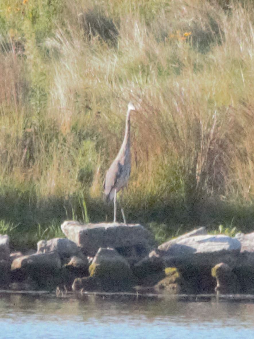 Great Blue Heron - ML260074081