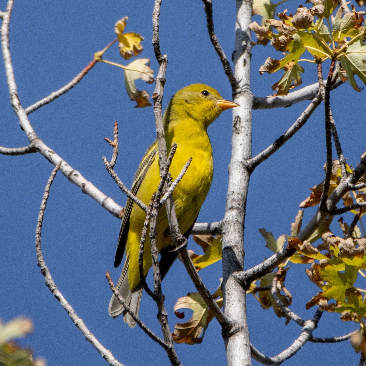 Western Tanager - Fernando Ortega