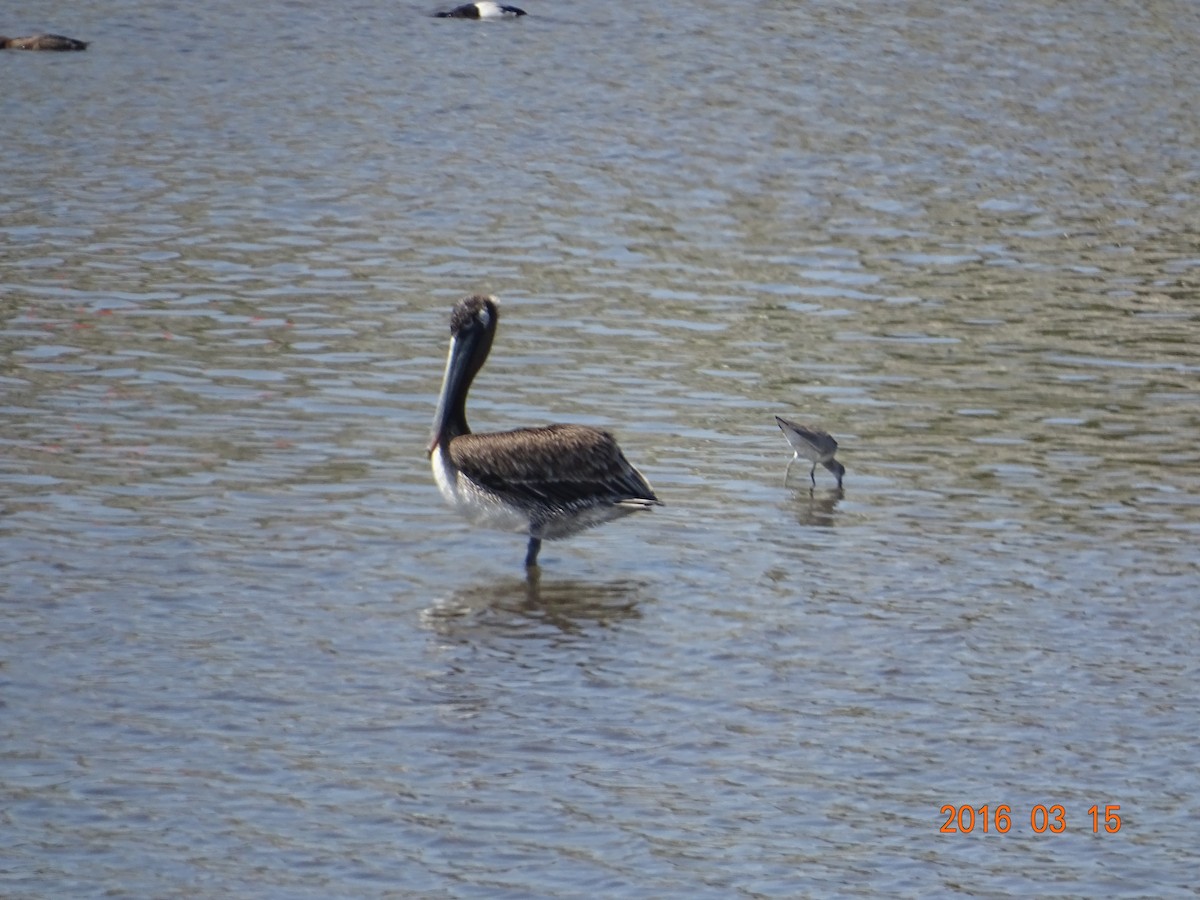 Brown Pelican - ML26007501