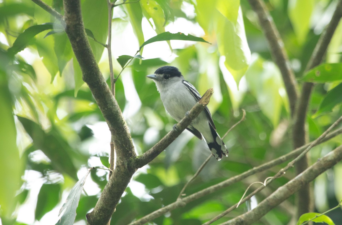 Black-capped Becard - Marcelo Morena