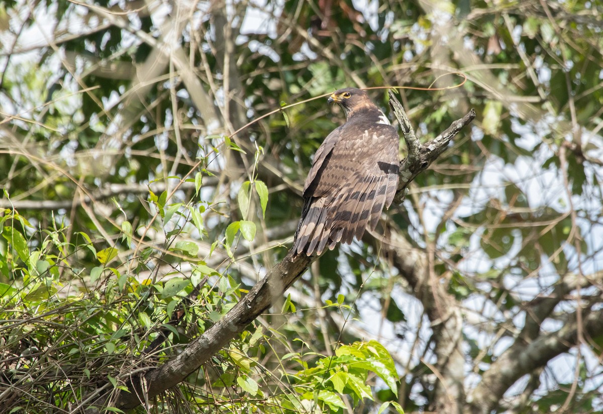 Gray-headed Kite - Marcelo Morena