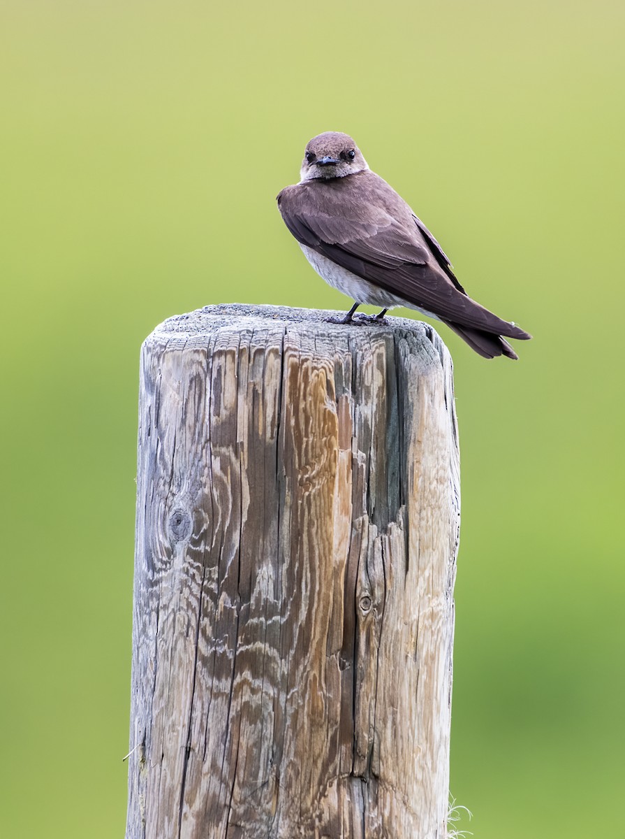 Northern Rough-winged Swallow - ML260075781