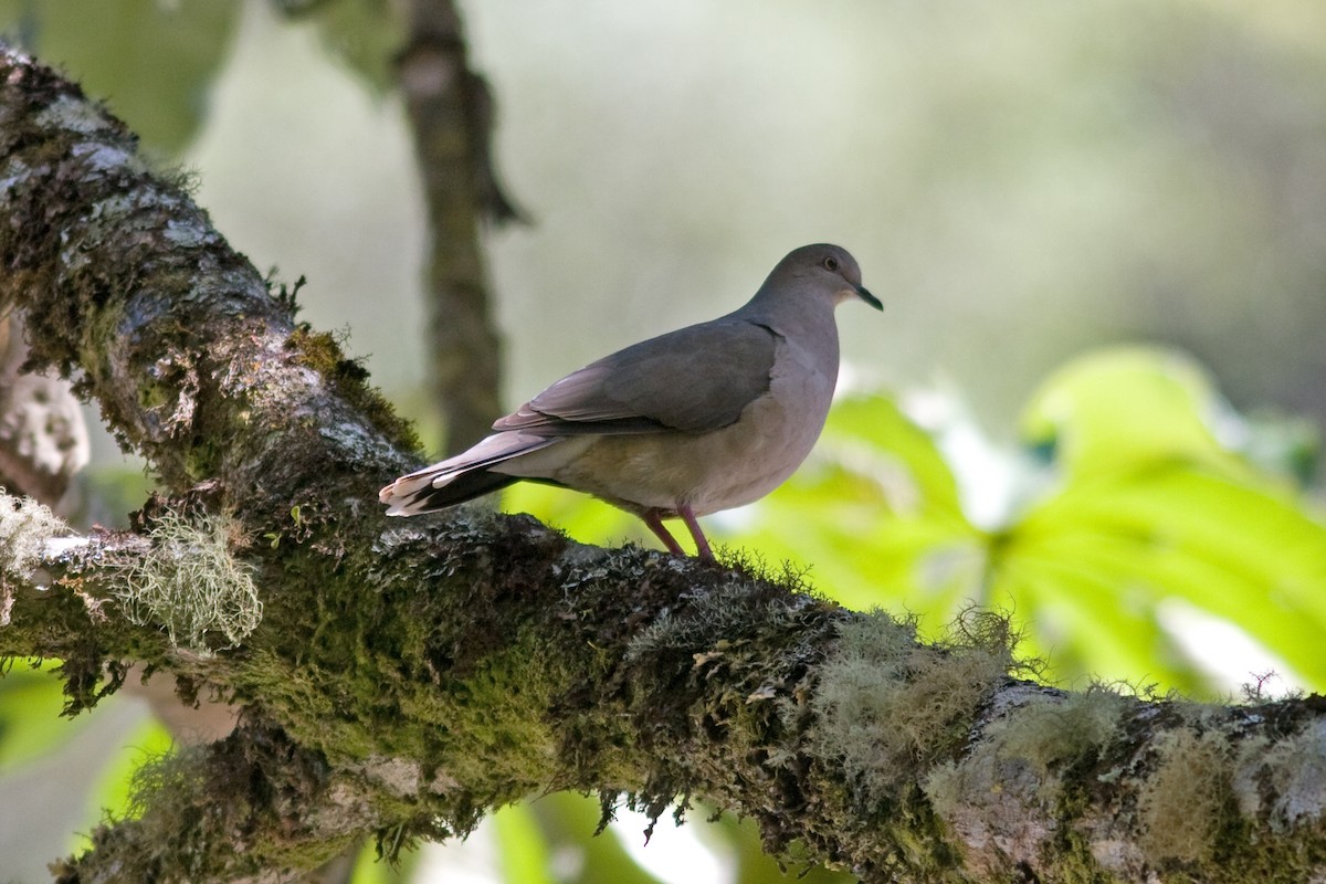 White-tipped Dove - ML260076421