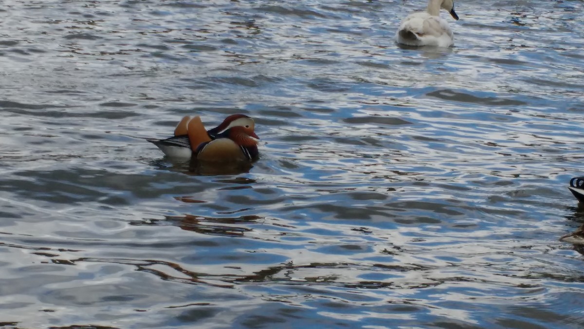 Mandarin Duck - ML260078341