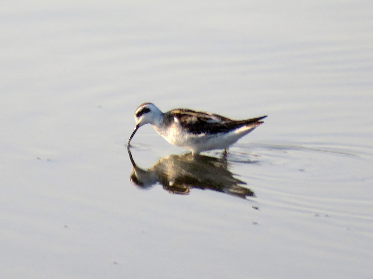 Red-necked Phalarope - ML260079361