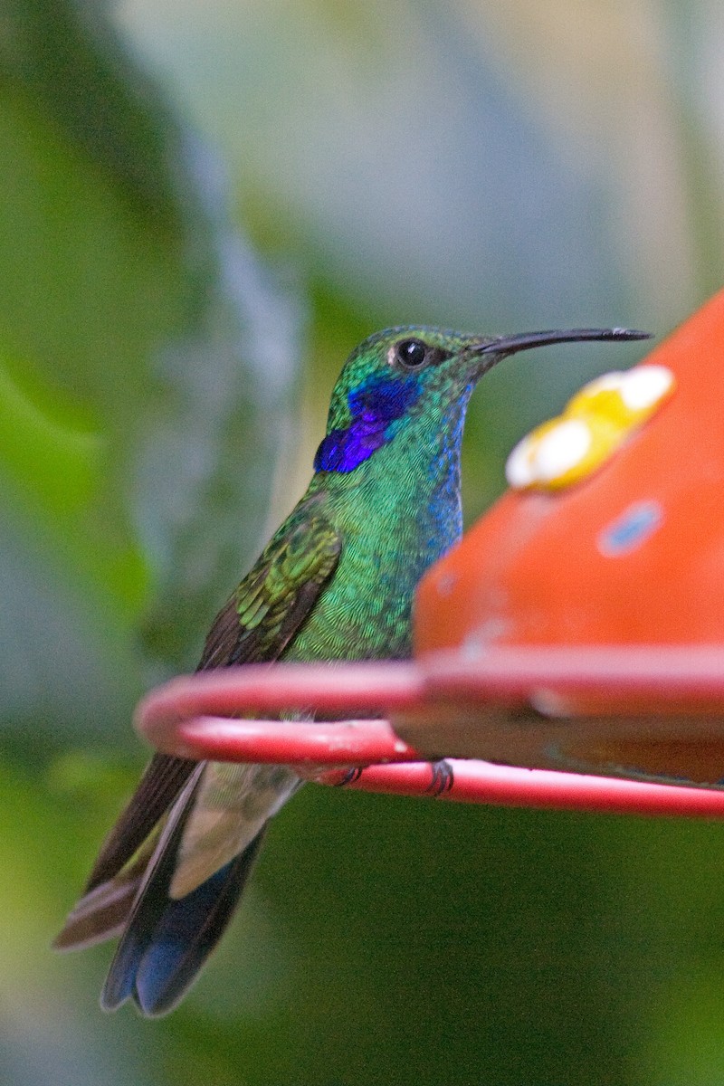 Lesser Violetear - ML260080761