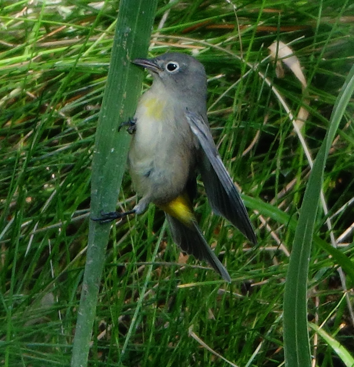 Virginia's Warbler - Carolyn Ohl, cc