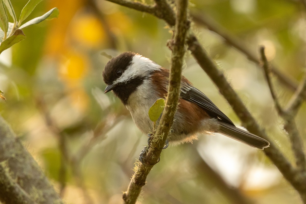 Chestnut-backed Chickadee - ML260084401