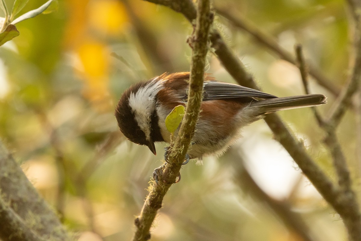 Chestnut-backed Chickadee - ML260084411