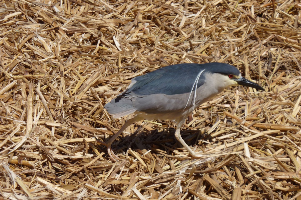 Black-crowned Night Heron - ML26008451