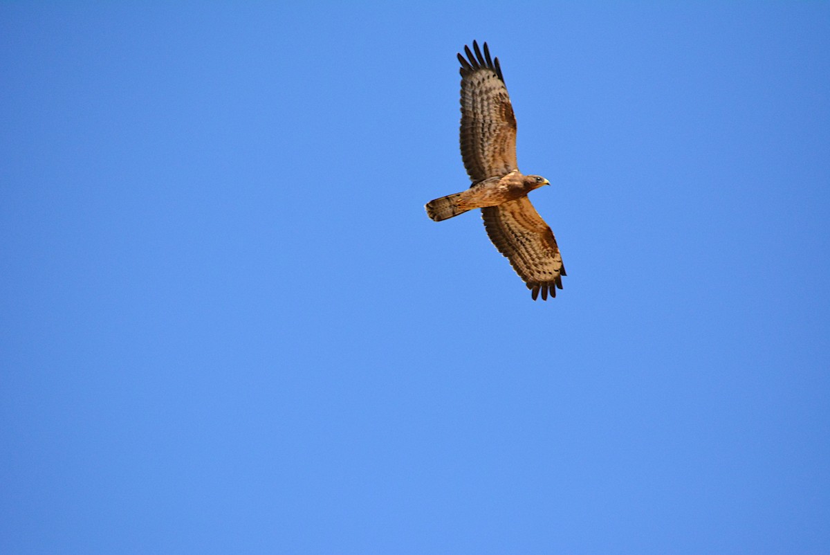 European Honey-buzzard - ML260084901