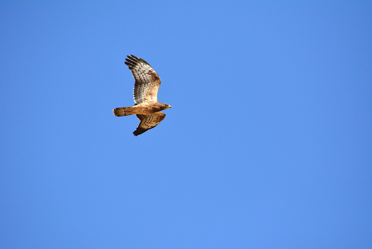 European Honey-buzzard - ML260085011