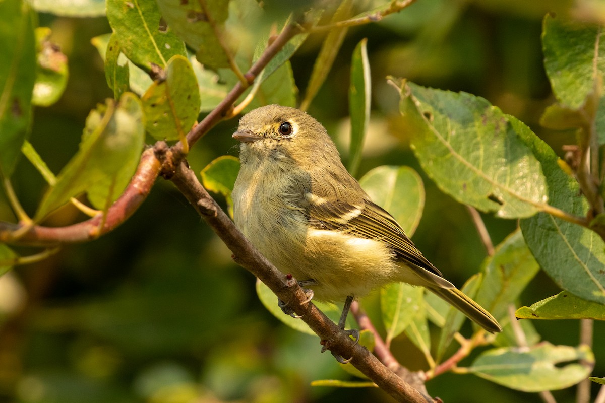 Hutton's Vireo - ML260085041