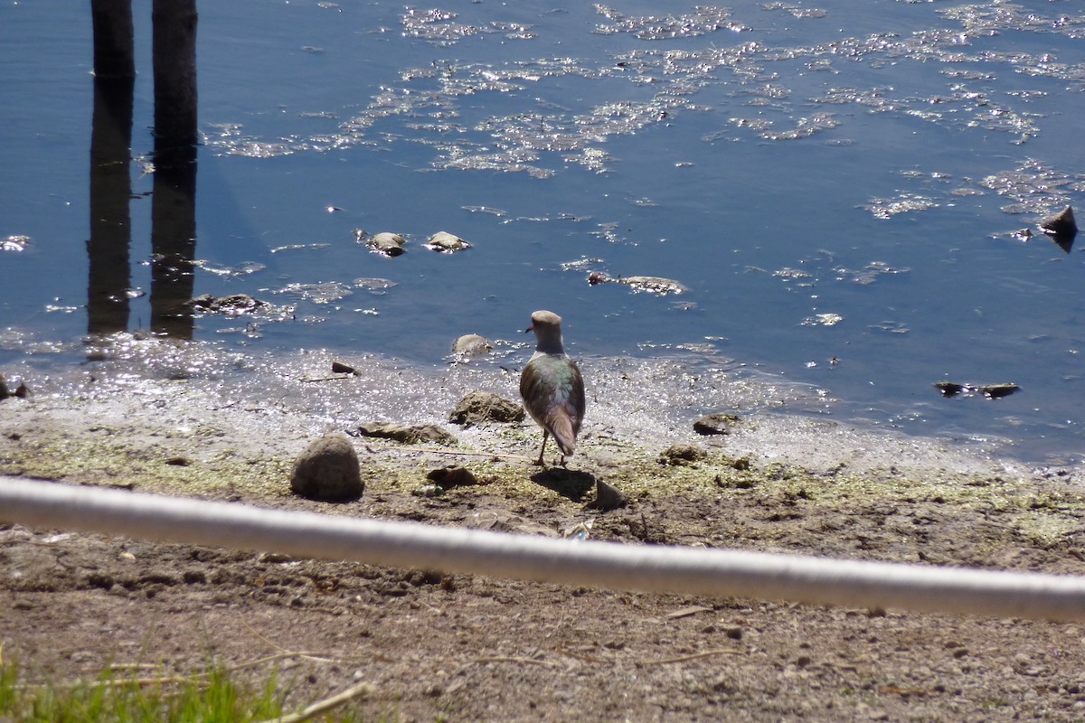 Andean Lapwing - Kai Sheffield