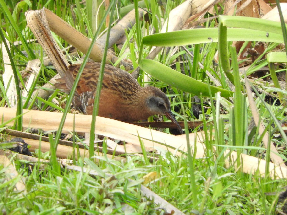 Virginia Rail - ML26008711