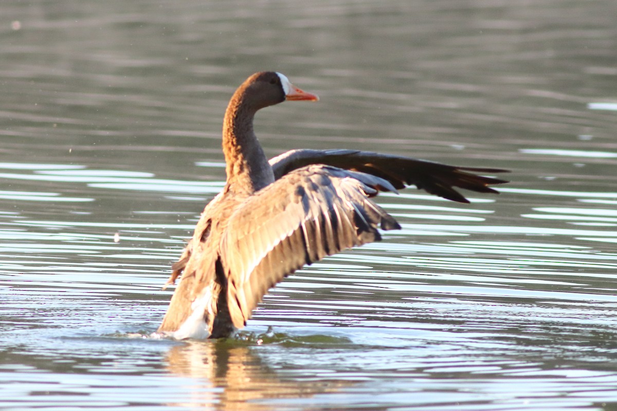 Greater White-fronted Goose - ML260087591