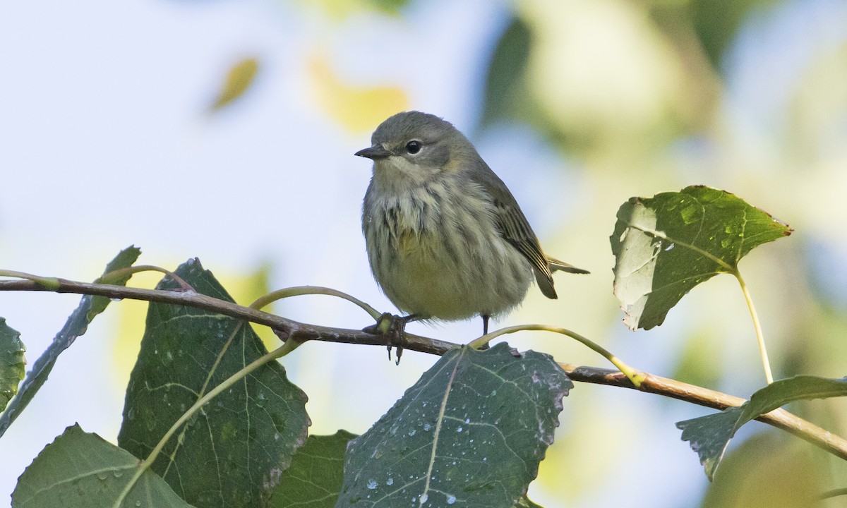 Cape May Warbler - ML260088201